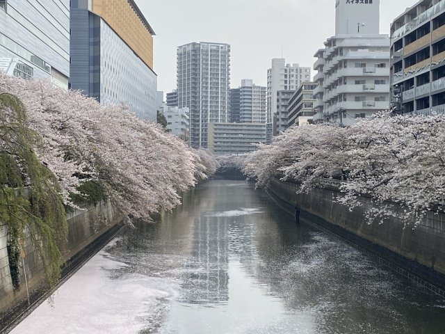 目黒川