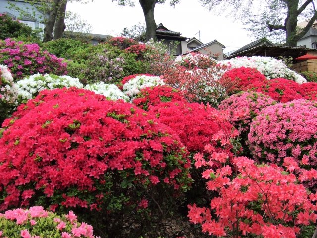 【東京都文京区・白山神社と根津神社が象徴する谷根千文化エリアの静謐な知的拠点:白山・本駒込・根津エリアの徹底解説と賃貸オフィスのご紹介(2026年最新)】