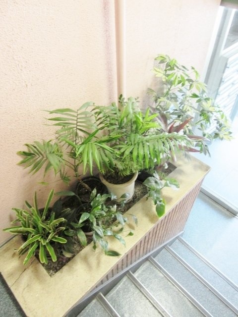 赤坂ロイヤルビル 植物