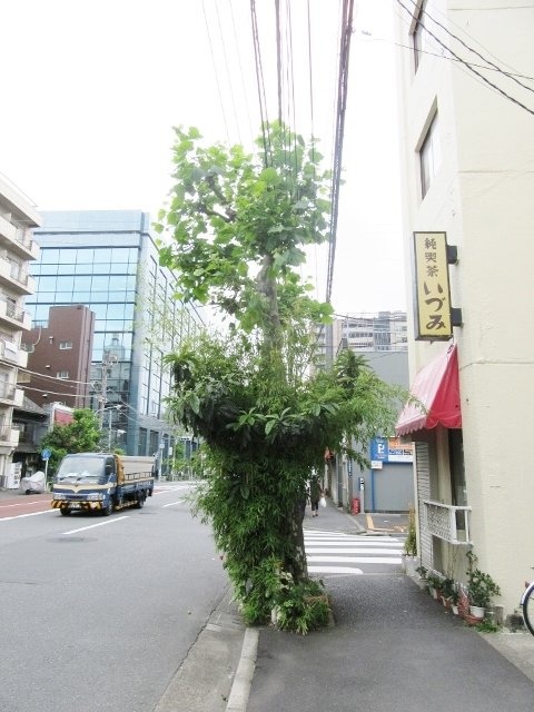 見延ビル IMG_9218 (480x640).jpg