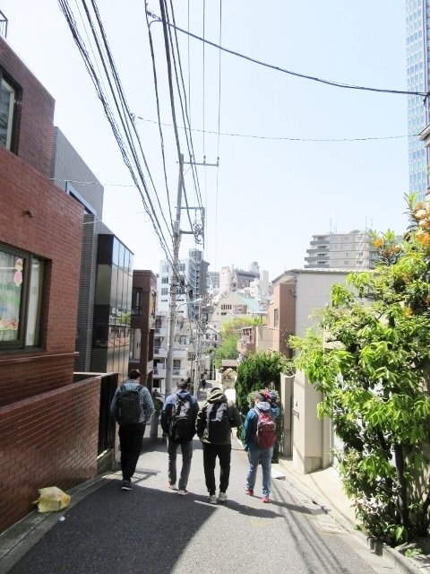 ドミパルファン 画像