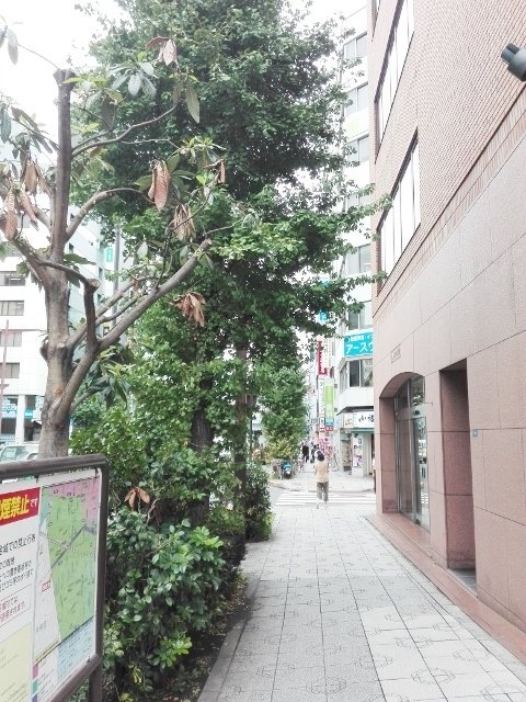 よこいビル ビル周辺道路