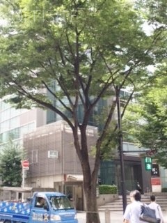 スタービル 画像
